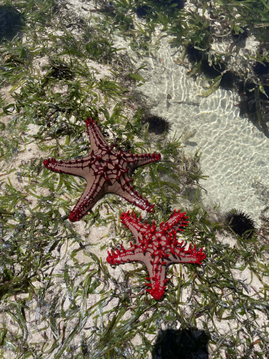 Gartenanlage Baobab Beach Resort & Spa