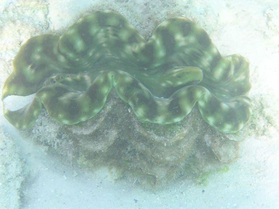 Riesenmuschel am Steg von SIV Summer Island Maldives