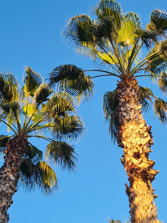 Gartenanlage Hotel Botanik Platinum