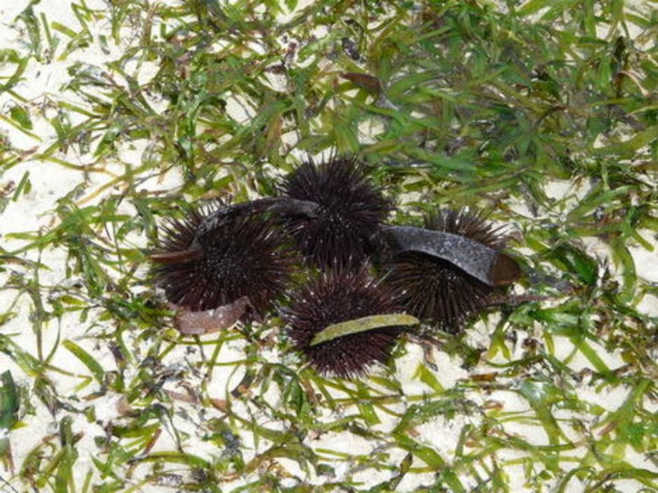 Seeigel Hotel Pinewood Beach Resort & Spa