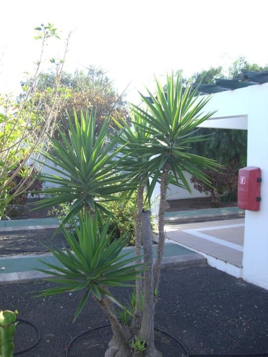 Gartenanlage Relaxia Lanzasur Club