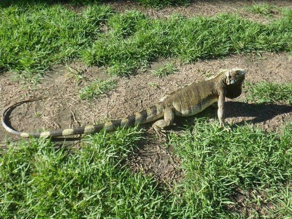 Flora und Fauna Hotel Costa do Sauipe Fun