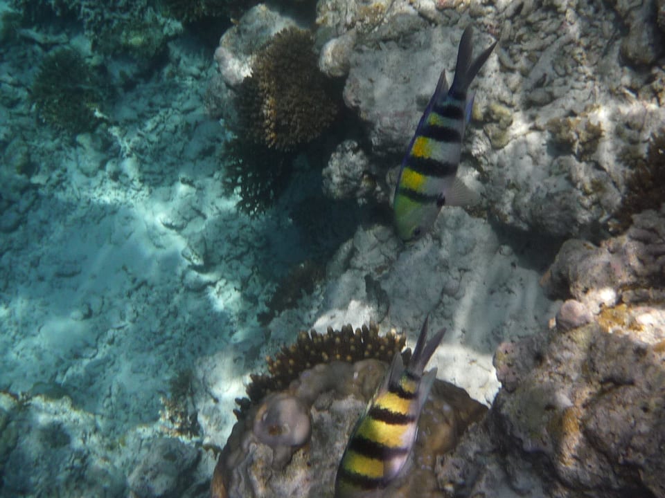 Schnorcheln Biyadhoo Island Resort