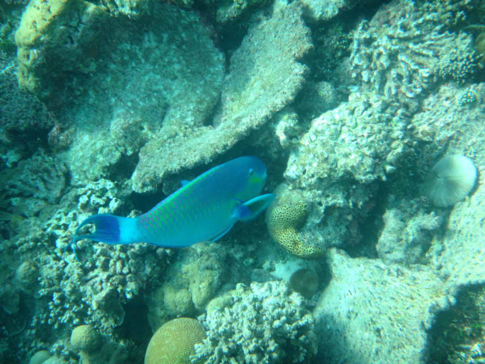 Man hört im Wasser wie Fische an Korallen knabbern Cinnamon Hakuraa Huraa Maldives