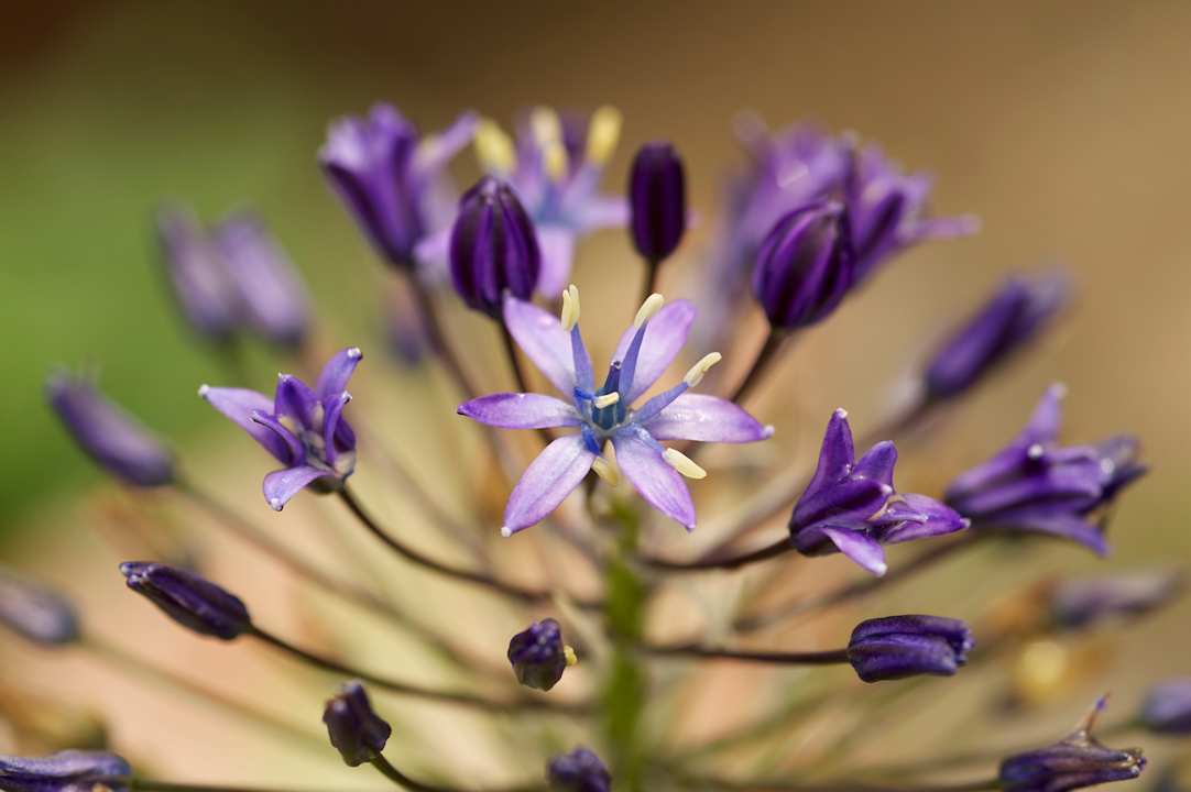 Gartenanlage Ventena Vecchia antico frantoio