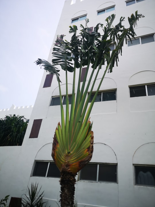 Gartenanlage Royal Zanzibar Beach Resort