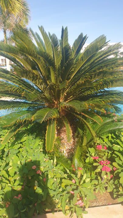 Gartenanlage Steigenberger Resort Alaya Marsa Alam - Red Sea - Adults only