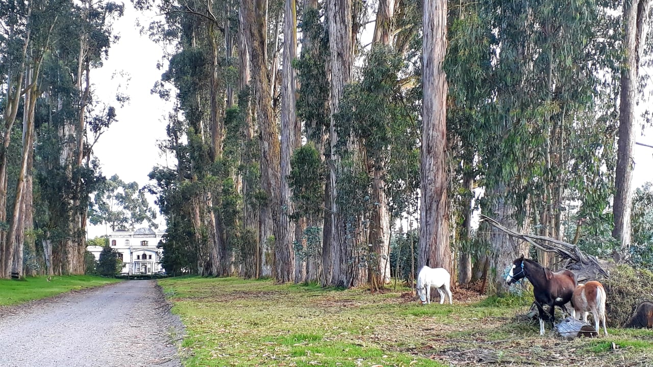Gartenanlage Hacienda La Cienega