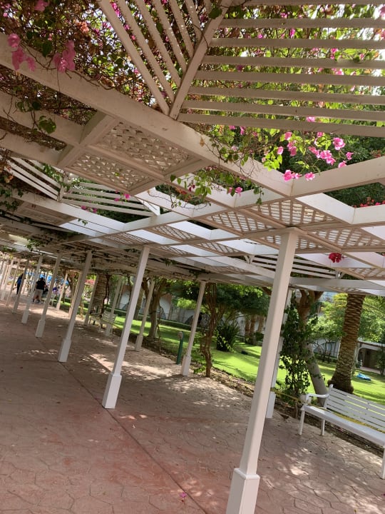 Gartenanlage Desert Rose