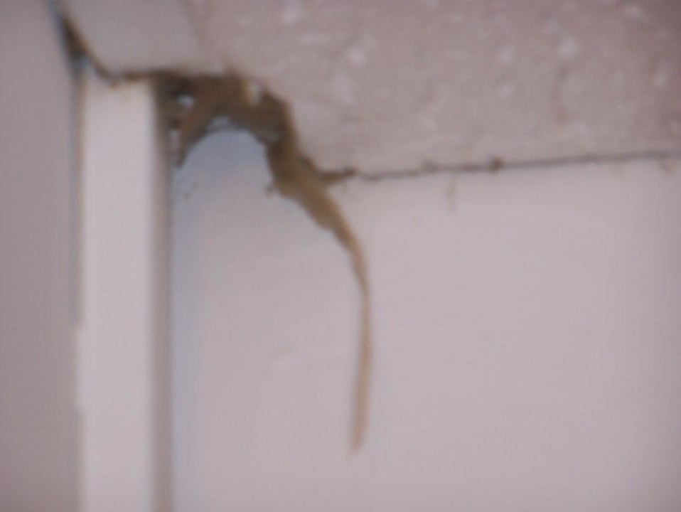 Decke des App. Aparthotel Houm Plaza Son Rigo