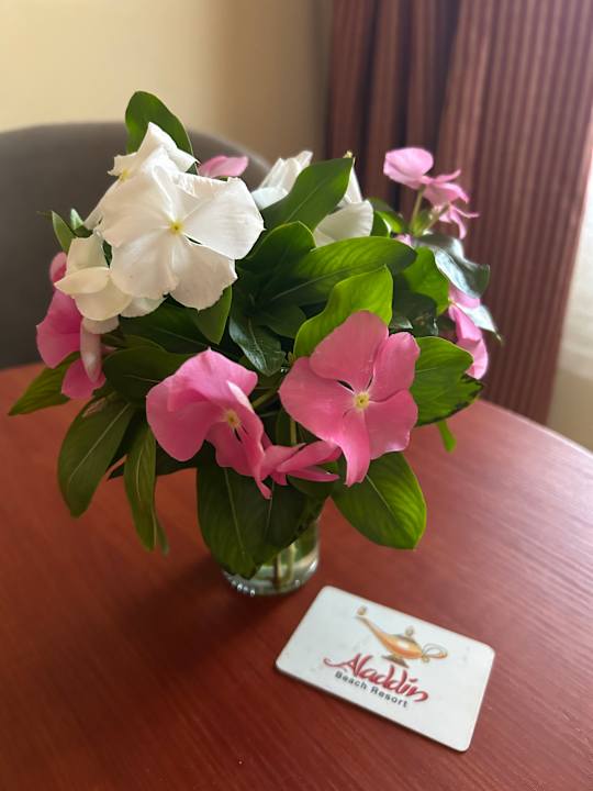 Zimmer Aladdin Beach Resort