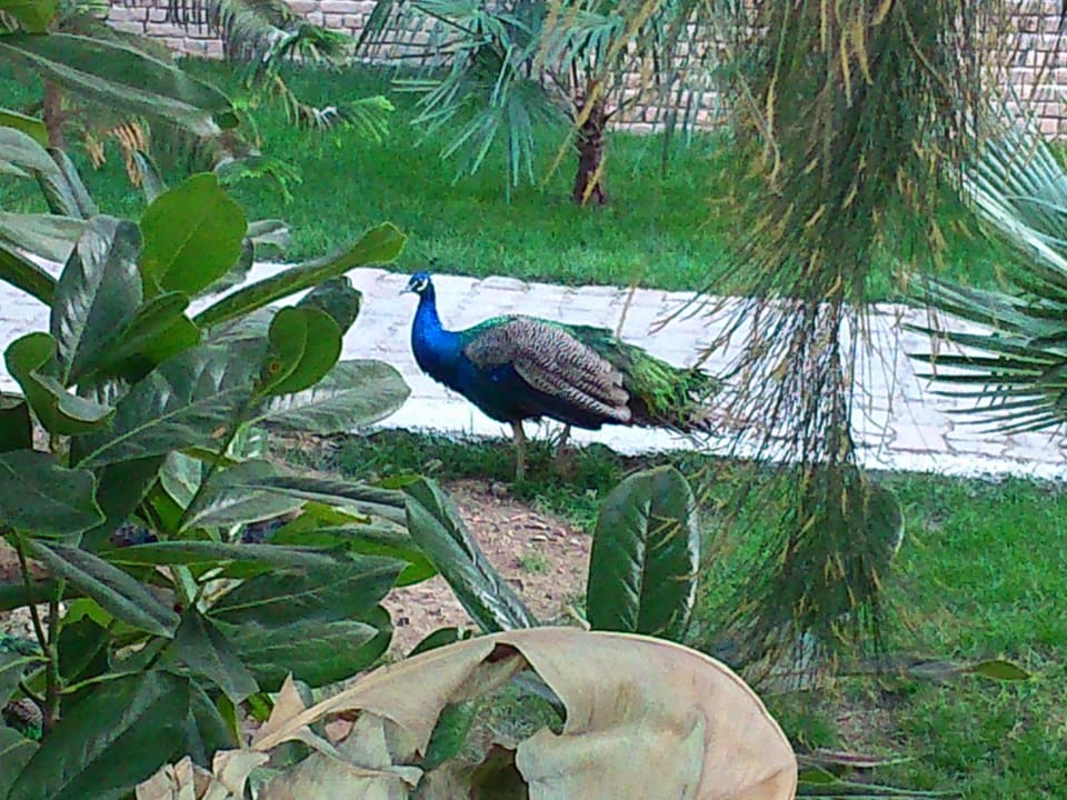 Ein freilaufender Pfau in der Gartenanlage Seaden Corolla Hotel