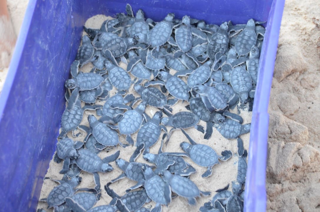 Freilassung der Babyschildkröten Iberostar Selection Paraiso Lindo