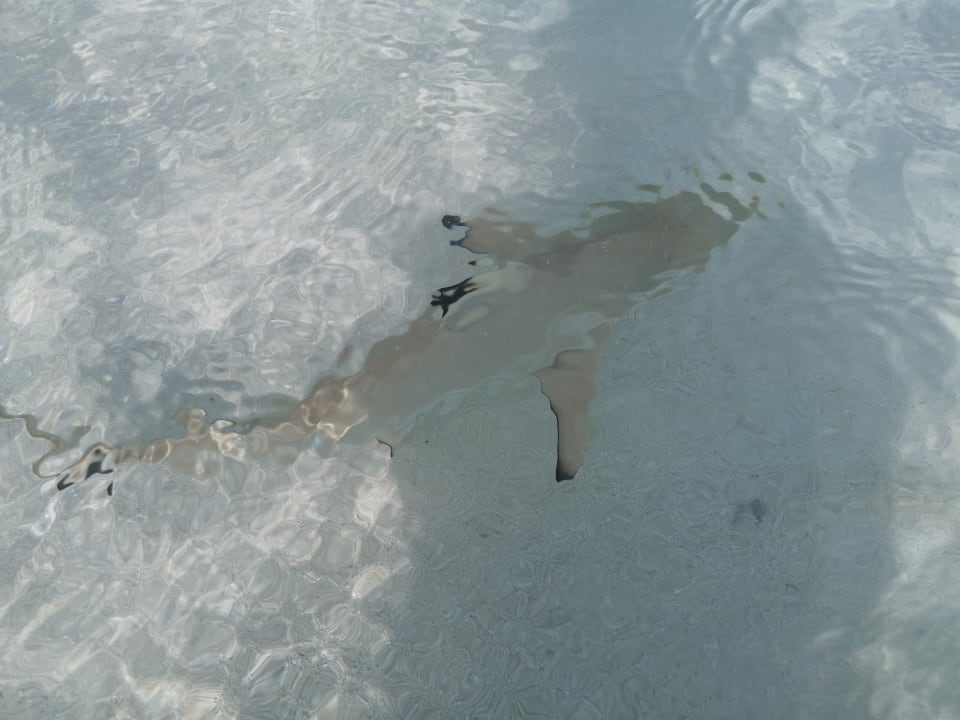 Strand Meeru Maldives Resort Island
