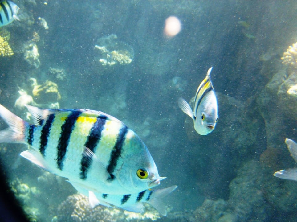 Colored fish Parrotel Beach Resort