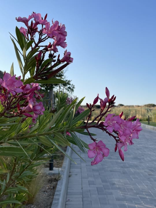 Gartenanlage ROBINSON IERAPETRA