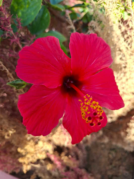 Gartenanlage Welcome Meridiana Djerba Hotel