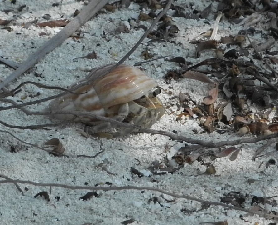 Krabben Meeru Maldives Resort Island