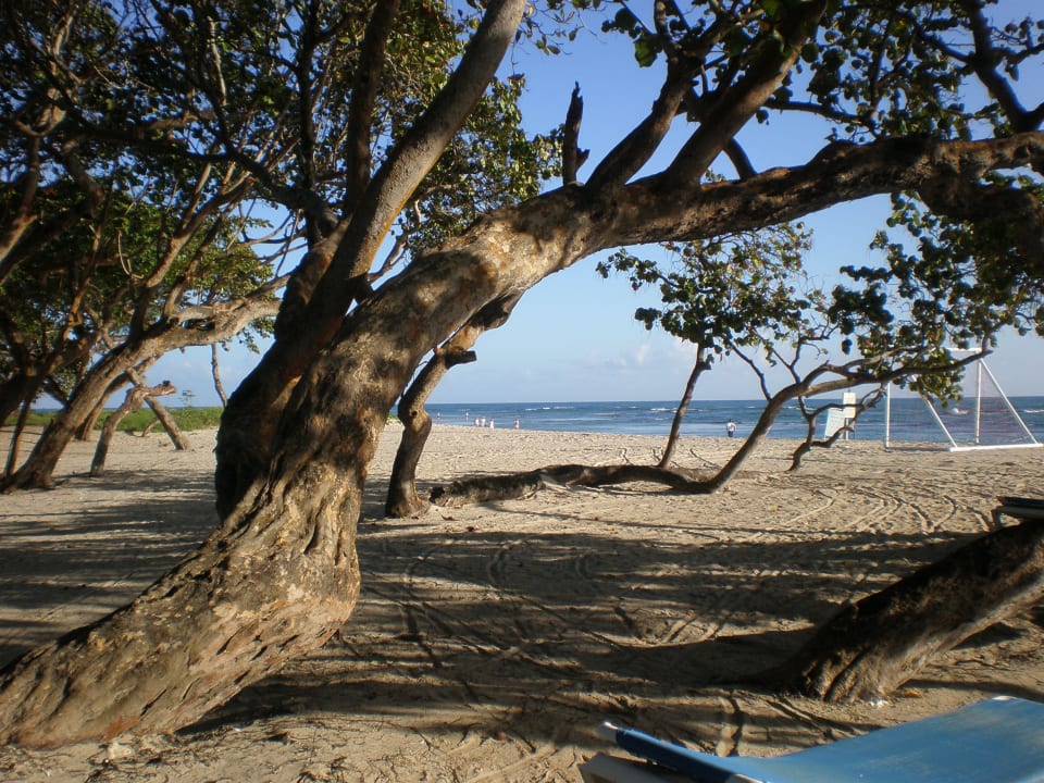 Perfekter Schattenspender Marien Puerto Plata