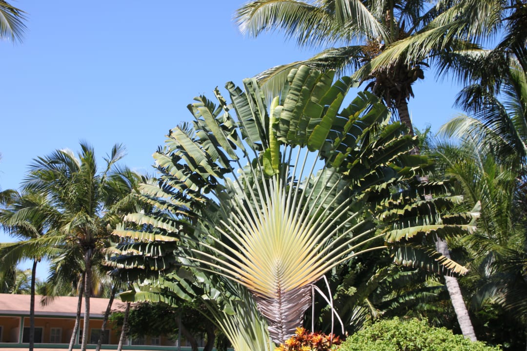 Fächerpalme Grand Palladium Select Bávaro Resort & Spa