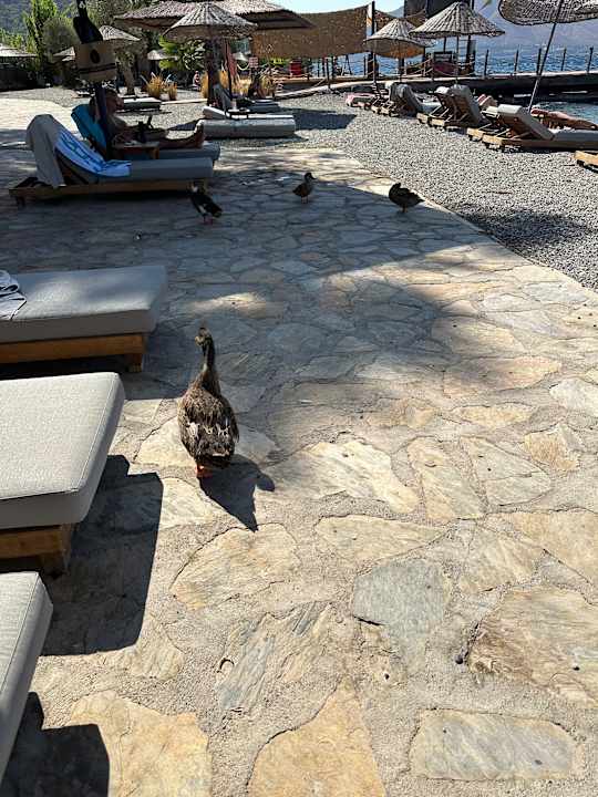 Ausblick Cook's Club Adakoy Marmaris