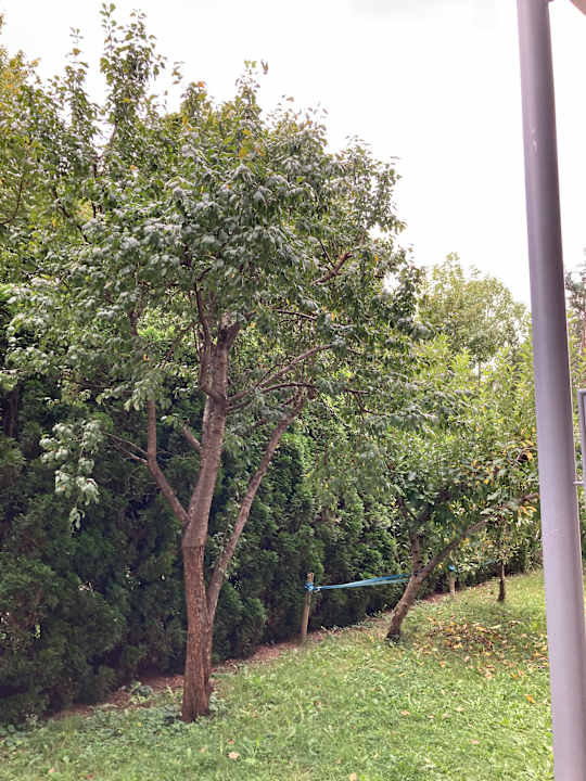 Gartenanlage Best Western Plus Hotel Erb