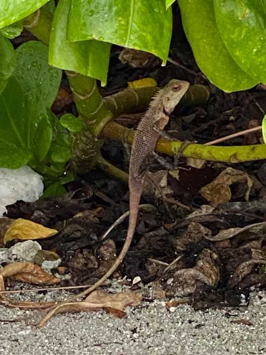 Gartenanlage OBLU SELECT Lobigili