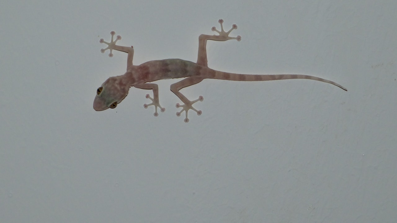 Gartenanlage Coral Sun Beach