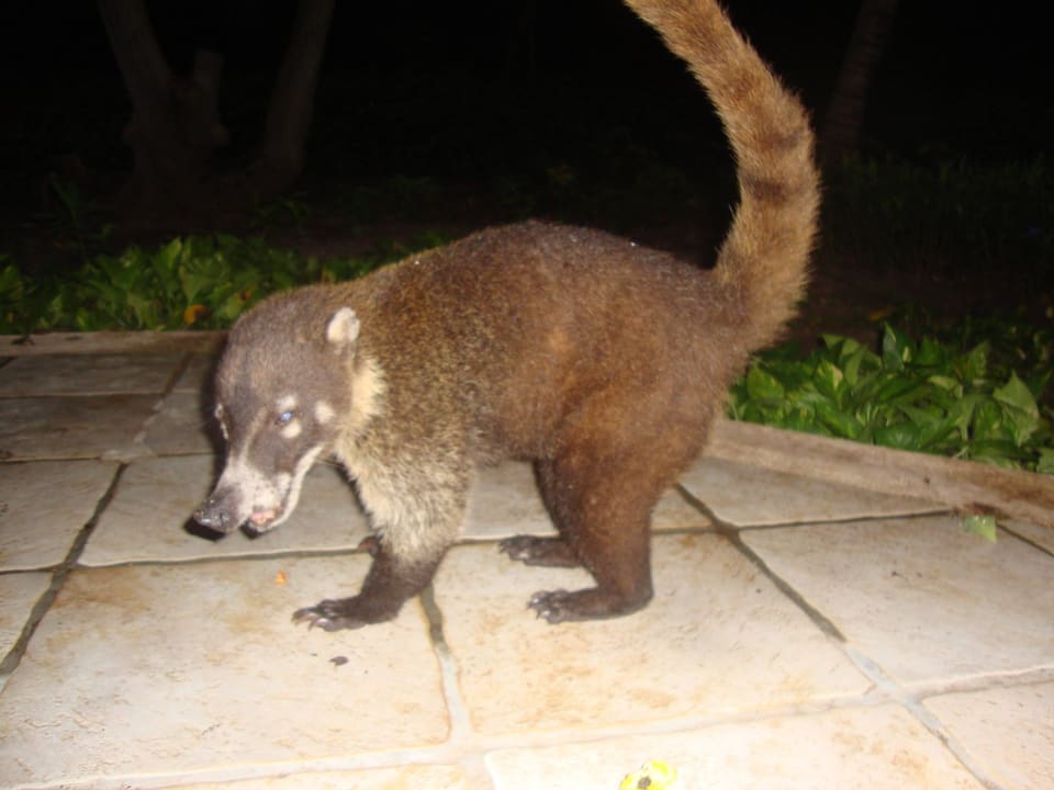 Hotel Catalonia Playa Maroma Catalonia Playa Maroma