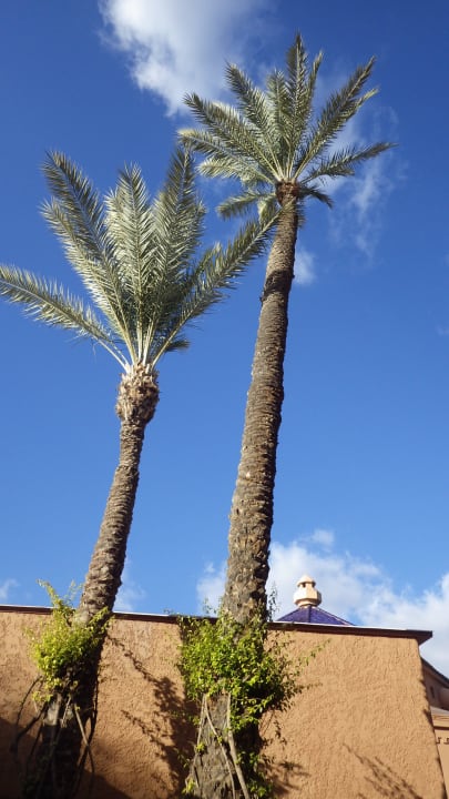 Palmen Hotel Riu Tikida Garden - Adults Only