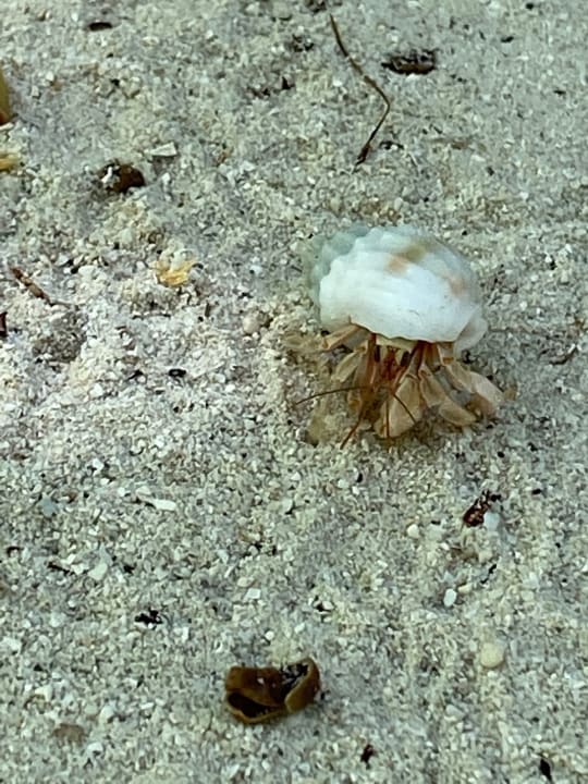 Sonstiges Komandoo Island Resort & Spa - Adults only