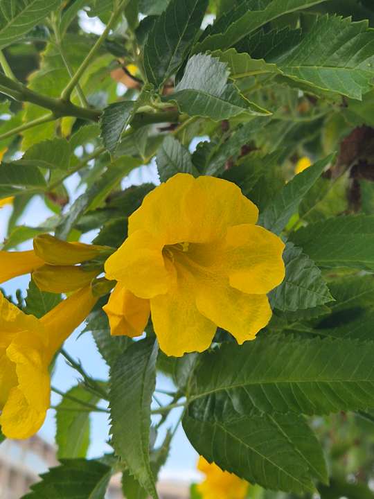 Gartenanlage JAZ Elite Asteria