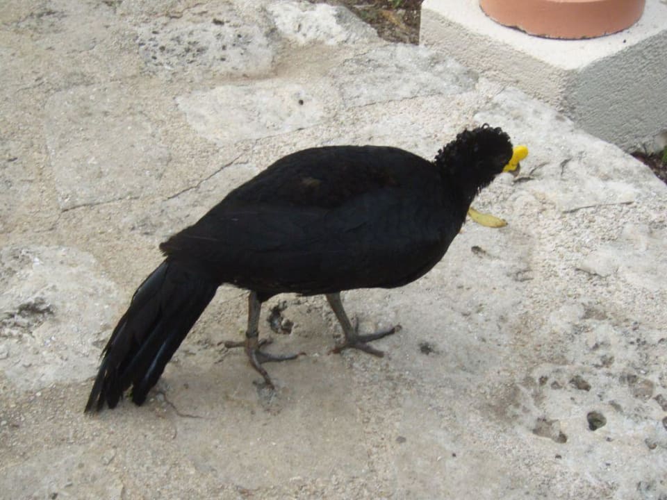 Tierische Bewohner Iberostar Waves Tucan