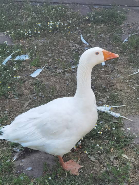 Gartenanlage Urlaub am Regen - Ferienhof Dirnberger