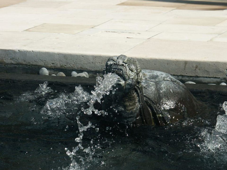 tortue Puri Santrian