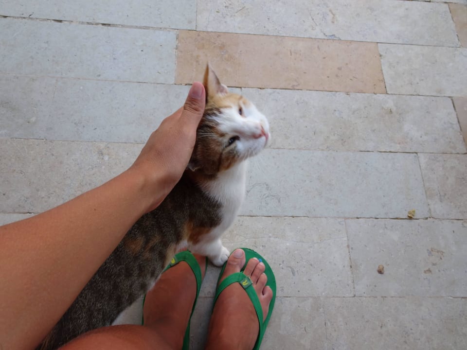 Die verschmuste Katze, die wir jeden Tag besuchten Makadi Spa - Adults only