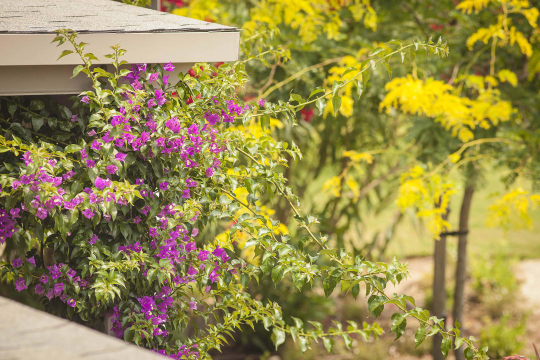 Garden of Ammouda Villas Ammouda Villas