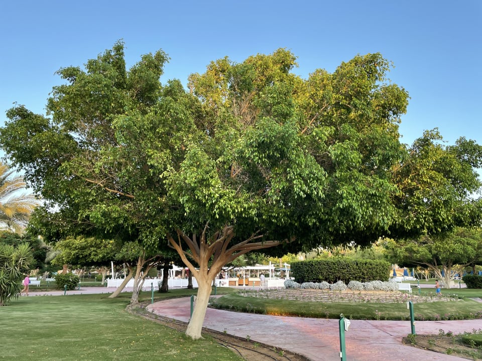Gartenanlage Desert Rose