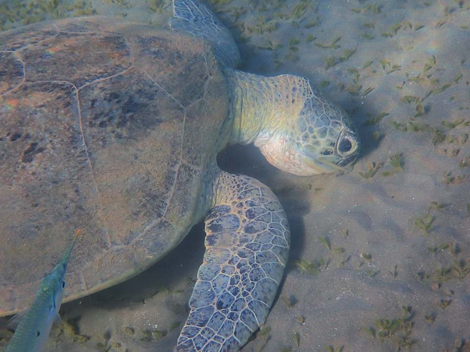 Sonstiges Shams Alam Beach Resort