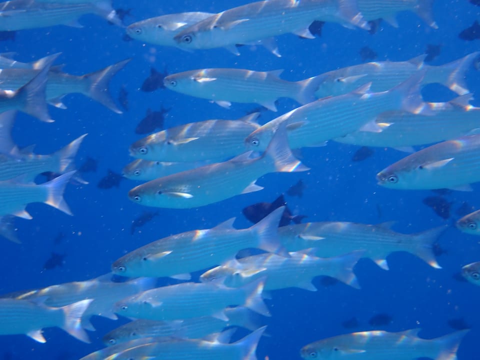 Sport & Freizeit Filitheyo Island Resort