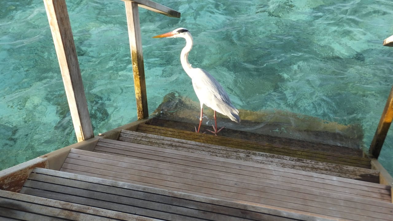Hungriger besucher Angaga Island Resort