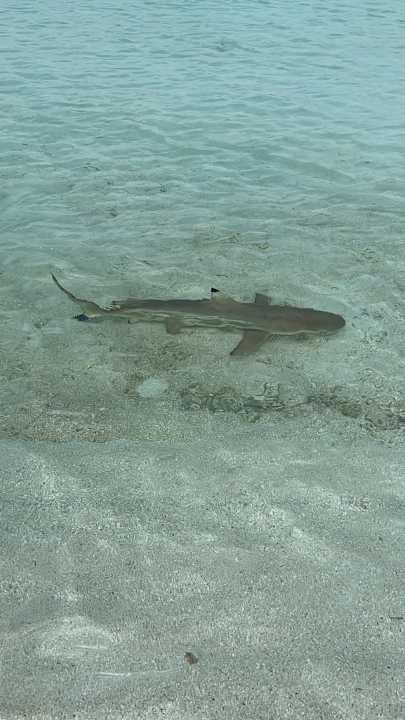 Strand Summer Island Maldives