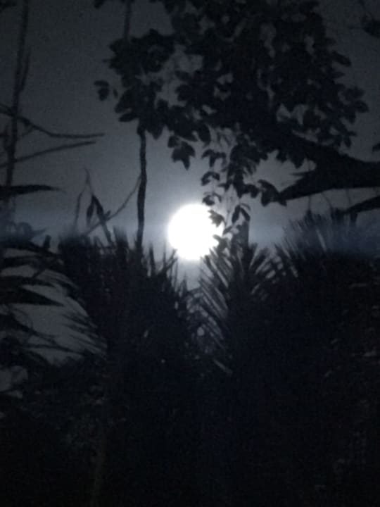 Ausblick Amazon EcoPark Jungle Lodge