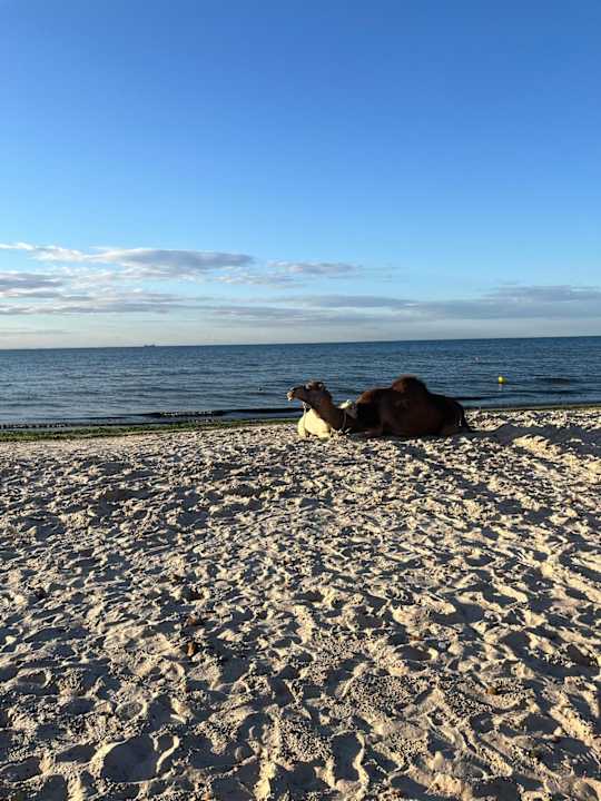 Strand Iberostar Selection Kuriat Palace