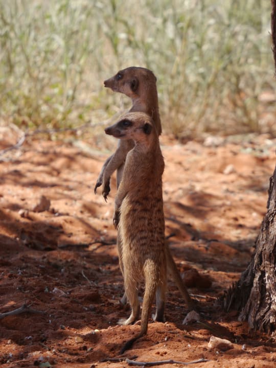 Sport & Freizeit Bagatelle Kalahari Game Ranch