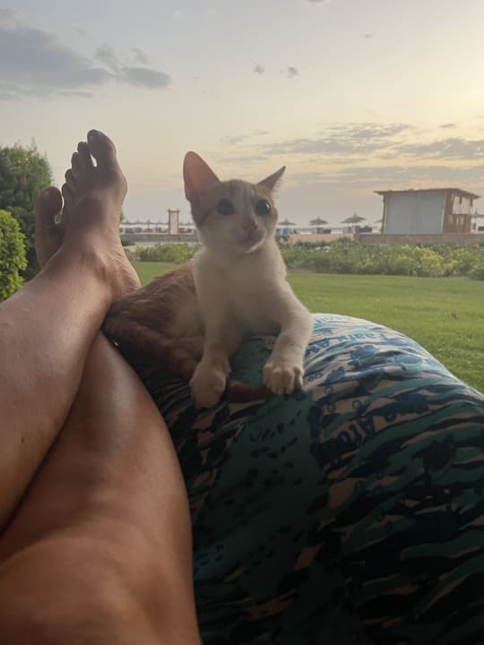 Sonstiges Novotel Marsa Alam Beach Resort