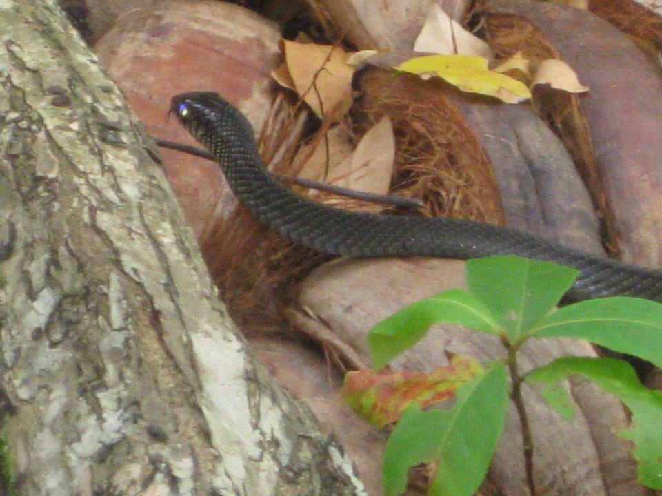 Achtung Schlange 1,5m lang Hotel Jetwing Tropical Villas