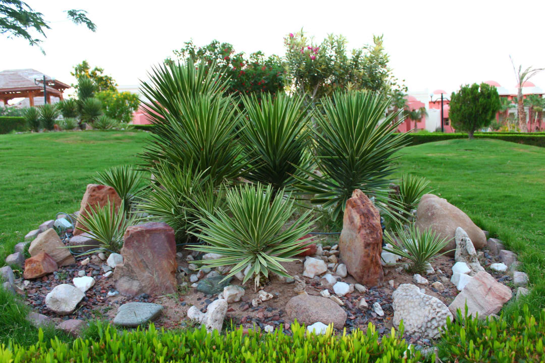 Растительность Serenity Alpha Beach