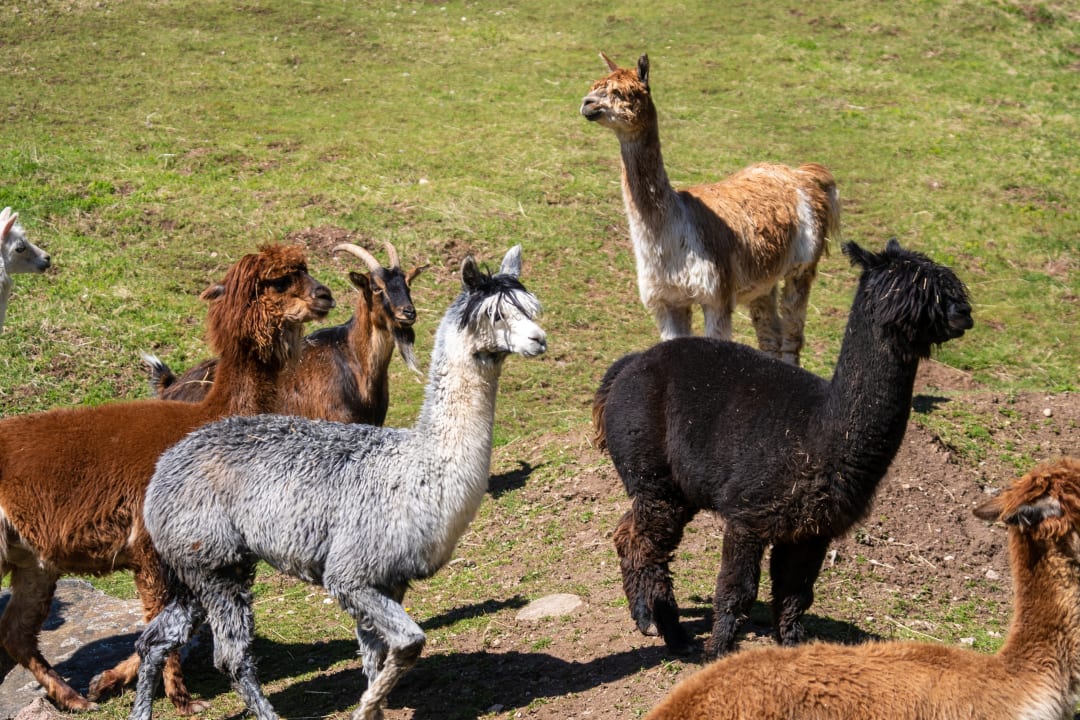 Gartenanlage Hotel Tannenmühle