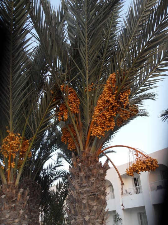 Palmen Hotel Seabel Rym Beach Djerba